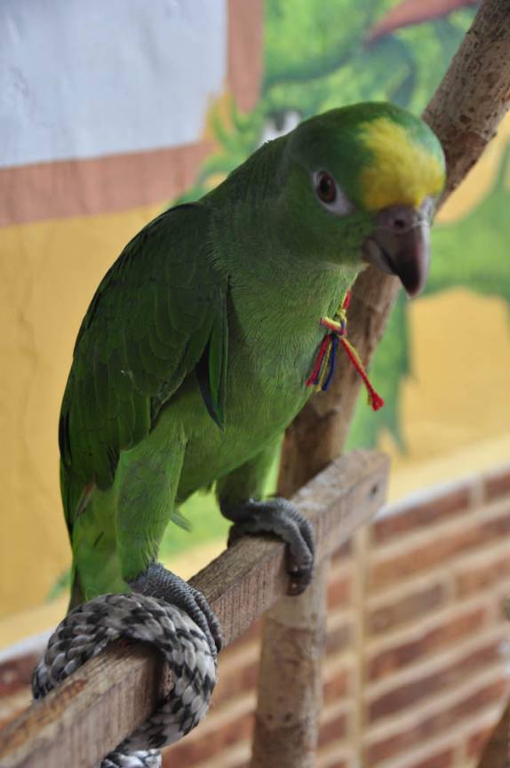 O papagaio do Hostal Mamallena, em Cartagena, na Colômbia